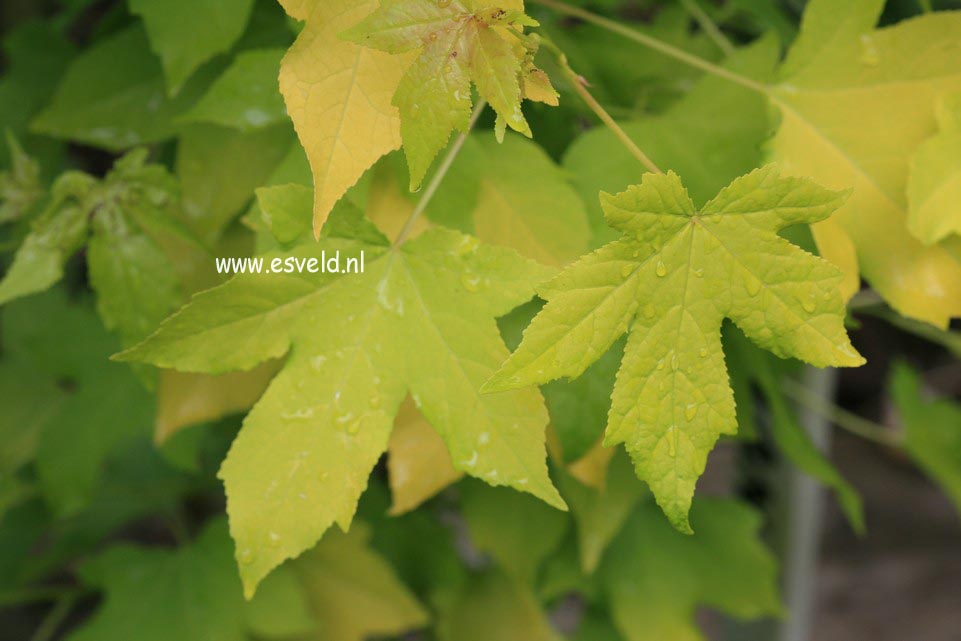 Liquidambar styraciflua 'Naree'