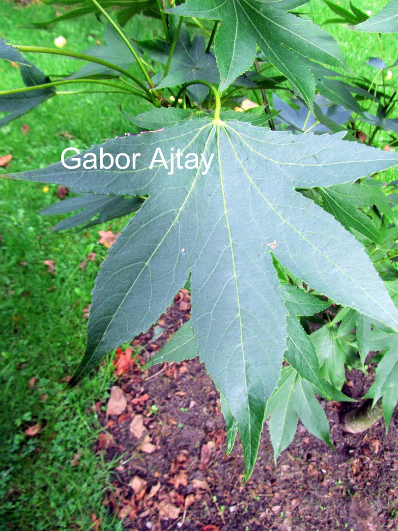 Liquidambar styraciflua 'Paarl'