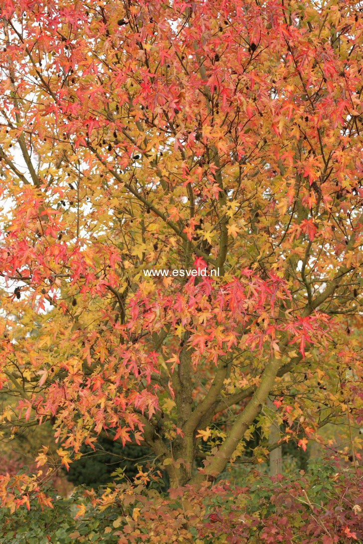 Liquidambar styraciflua 'Stared'