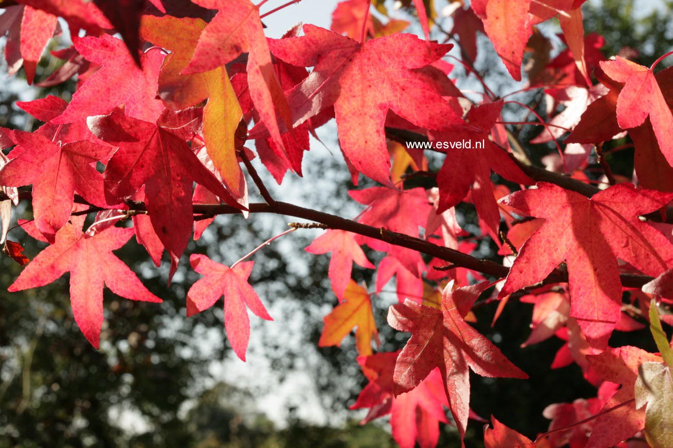 Liquidambar styraciflua 'Stella'