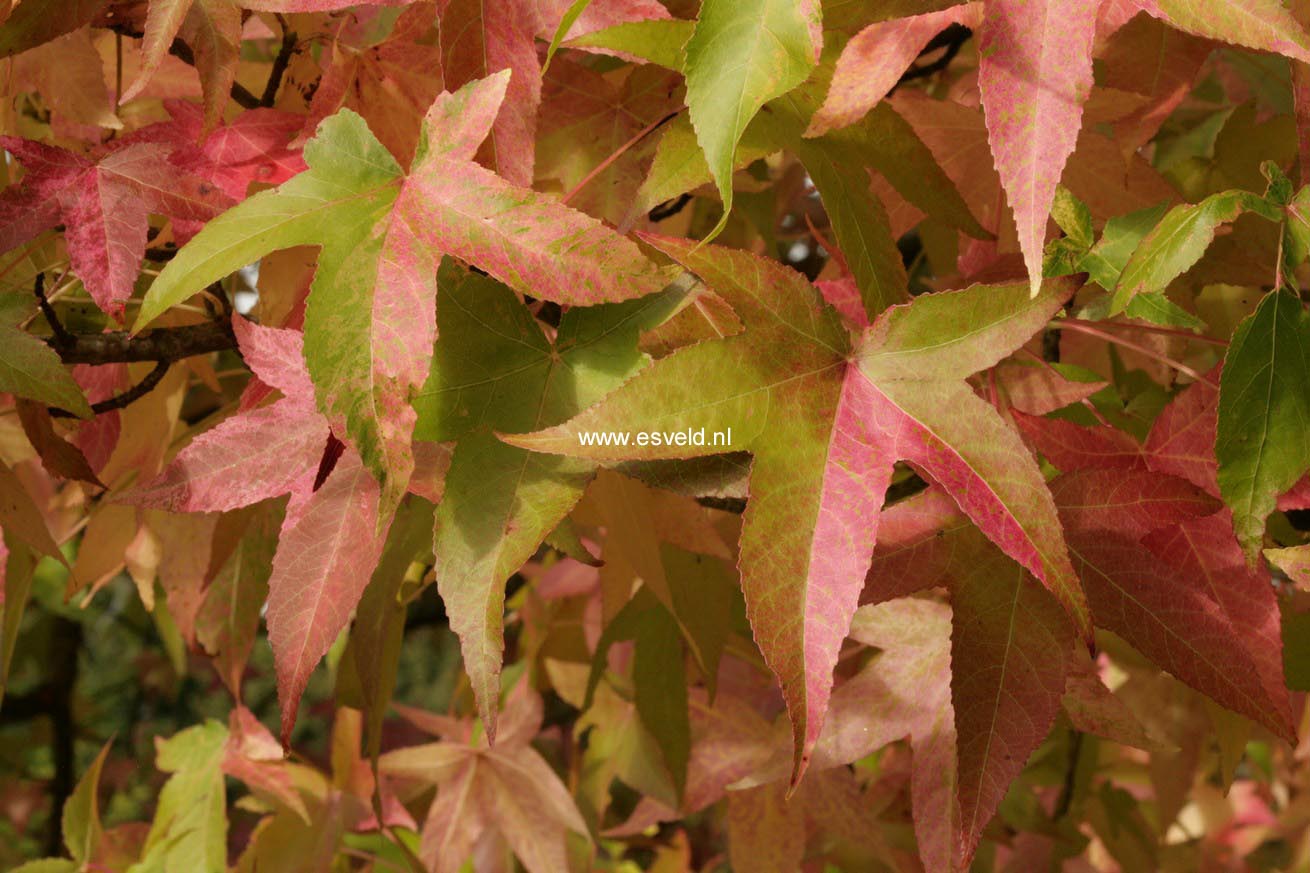 Liquidambar styraciflua 'Variegata'