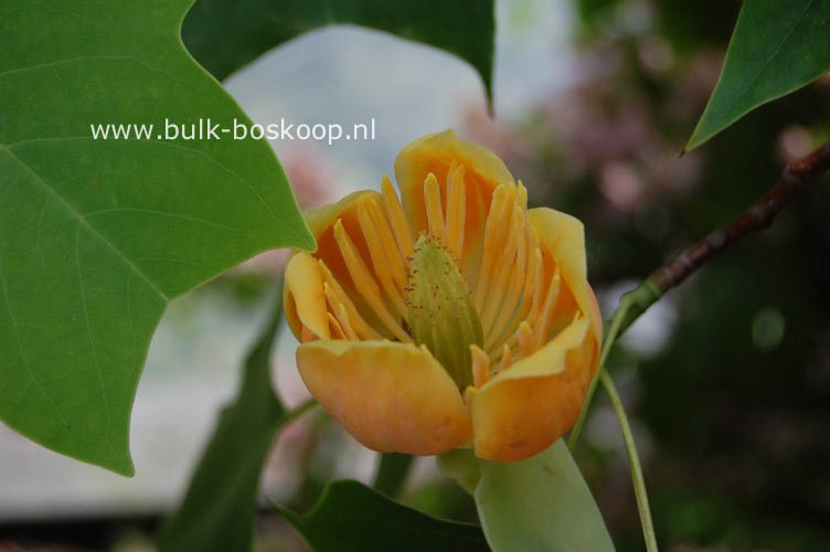Liriodendron 'Chapel Hill'