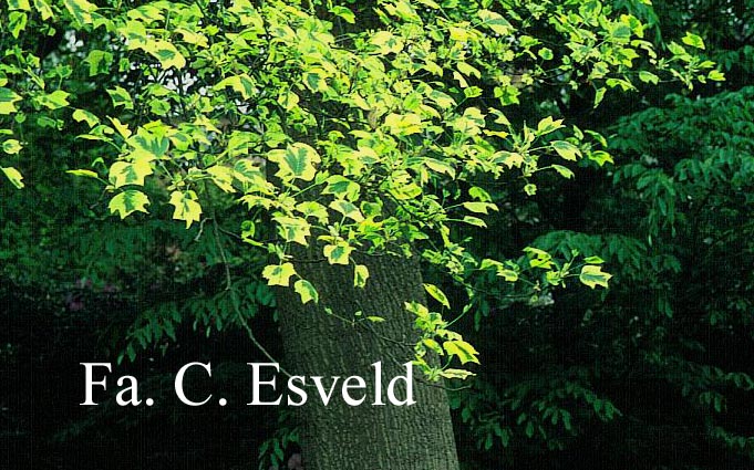 Liriodendron tulipifera 'Aureomarginatum'