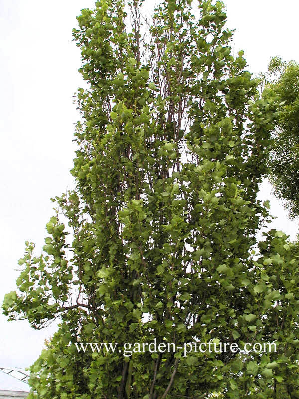 Liriodendron tulipifera 'Fastigiatum'