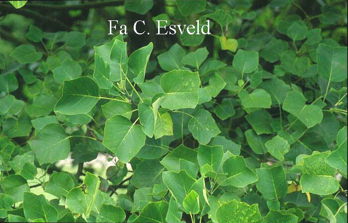 Liriodendron tulipifera 'Integrifolium' Liriodendron tulipifera 'Integrifolium'