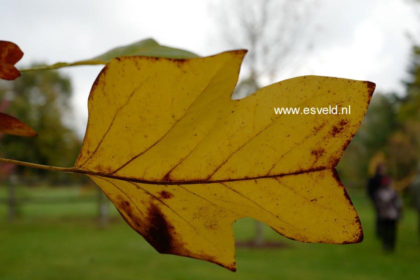Liriodendron tulipifera