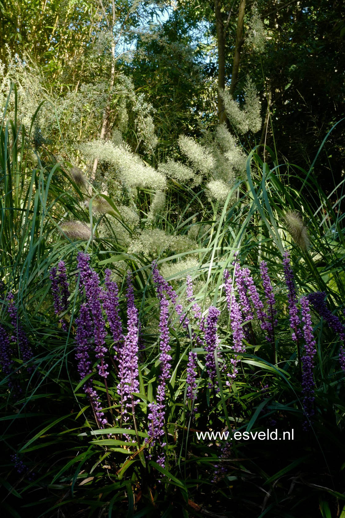 Liriope muscari 'Big Blue'