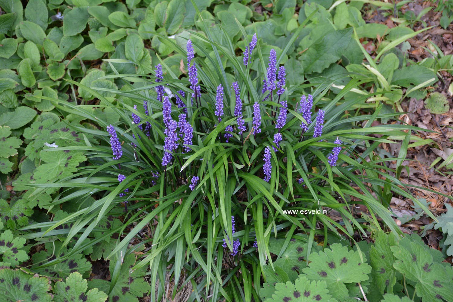 Liriope muscari 'Moneymaker'