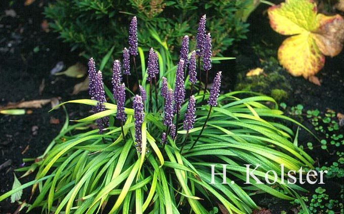 Liriope muscari