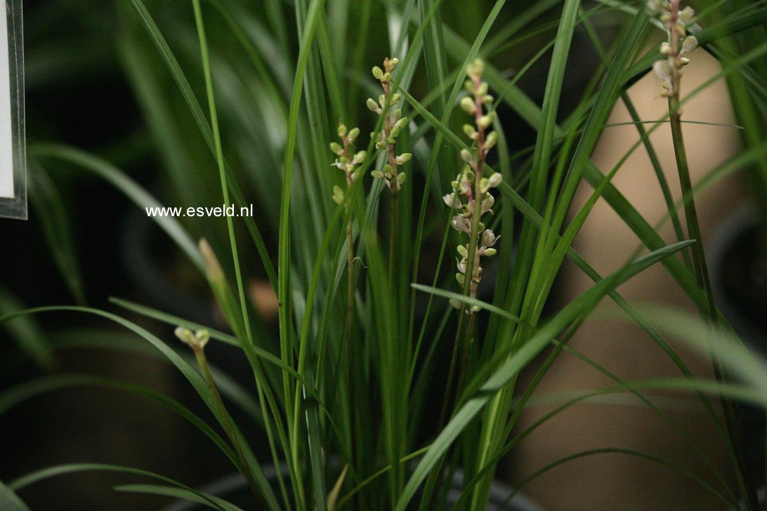 Liriope spicata