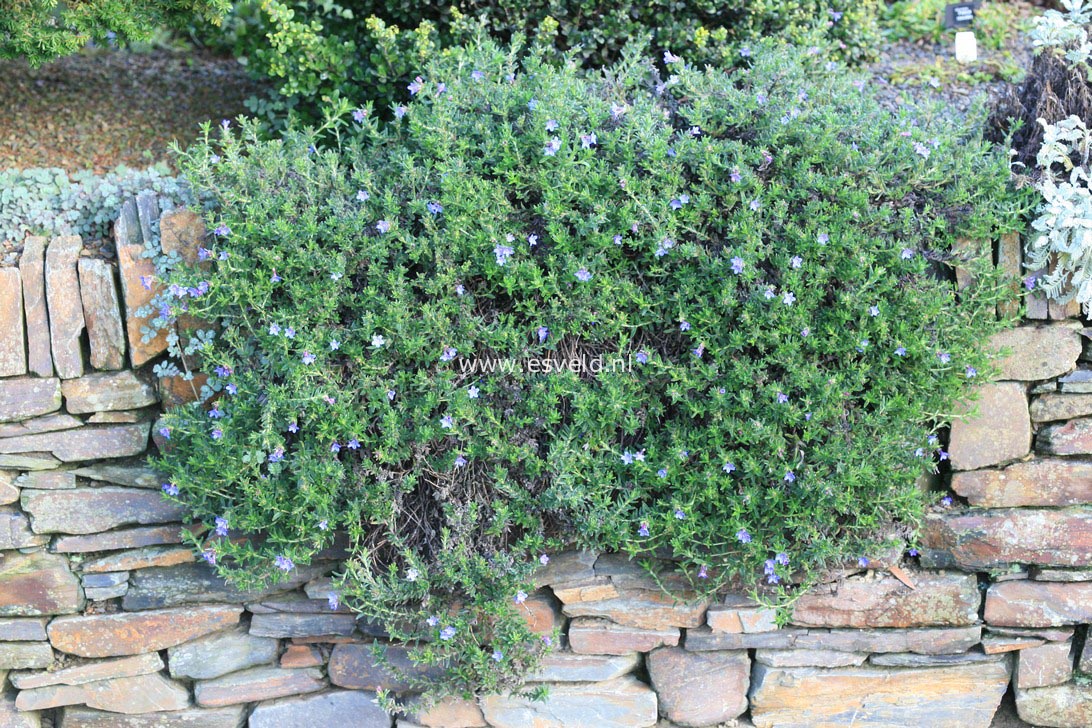 Lithodora diffusa 'Grace Ward'