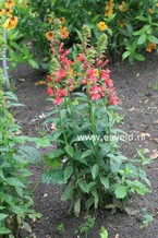 Lobelia 'Eulalia Berridge'