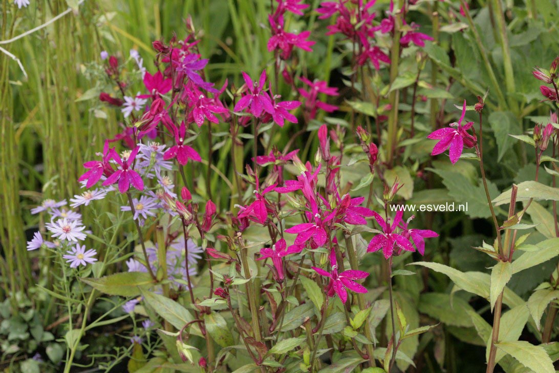 Lobelia 'Tania'