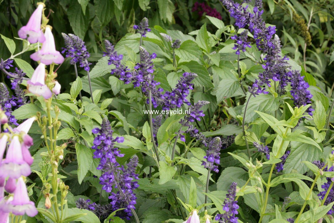 Lobelia speciosa 'Vedrariensis'