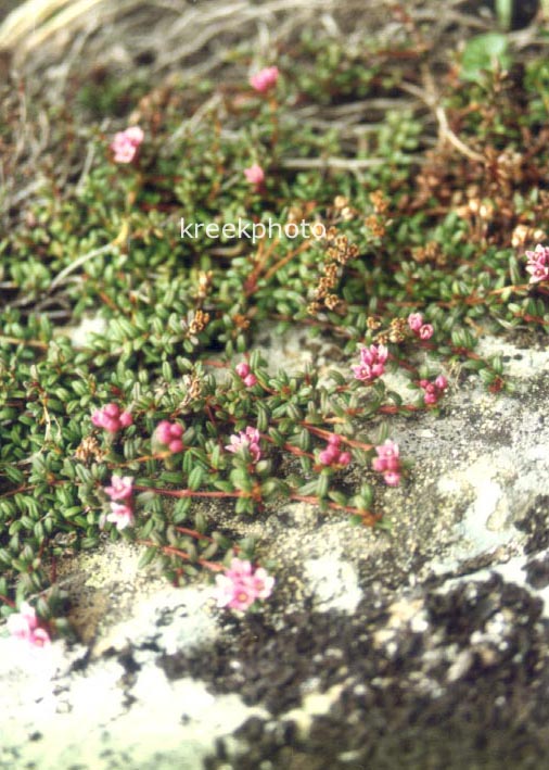 Loiseleuria procumbens
