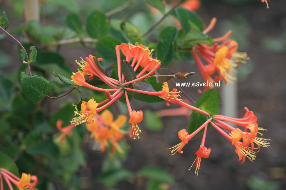 Lonicera 'Mandarin'