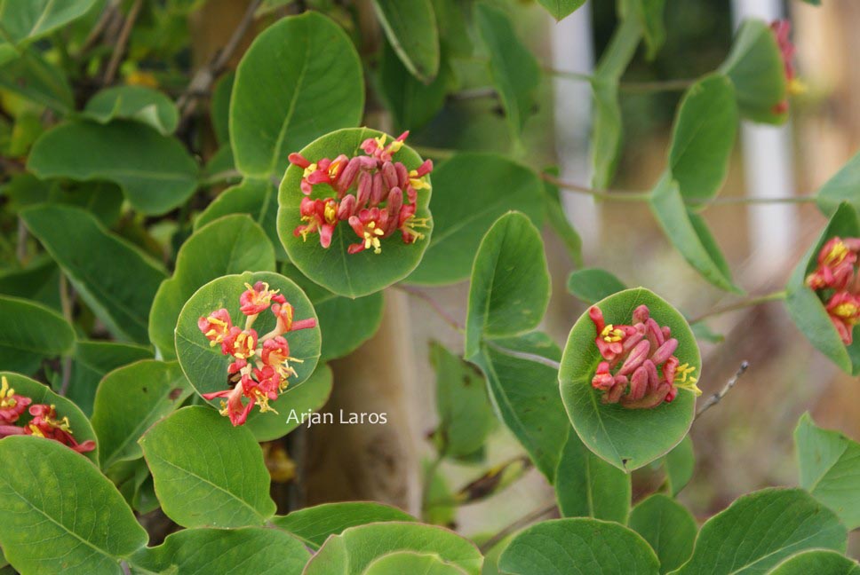 Lonicera 'Ptit Globe' (FIRECRACKER)