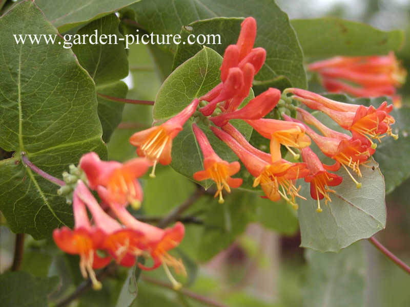 Lonicera 'Simonet'