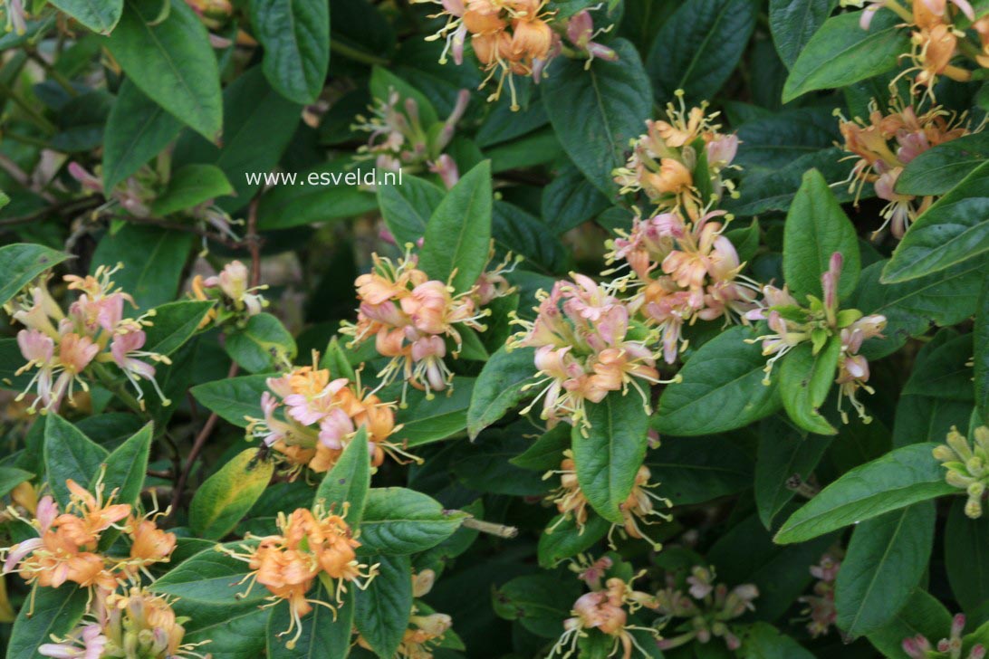 Lonicera acuminata