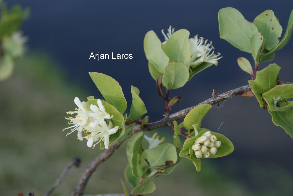 Lonicera albiflora