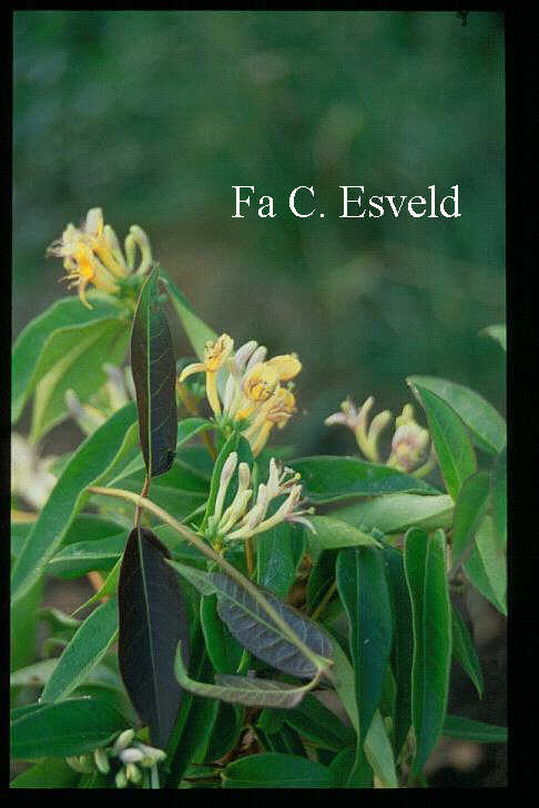 Lonicera alseuosmoides