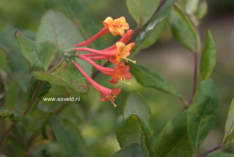 Lonicera brownii 'Fuchsioides'