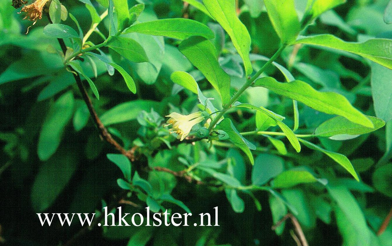 Lonicera caerulea var. edulis