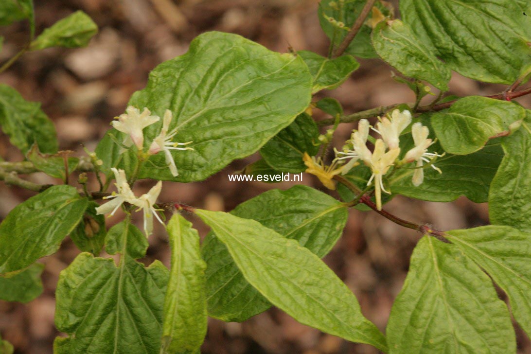 Lonicera chrysantha
