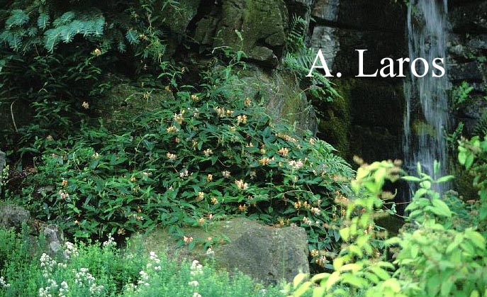 Lonicera confusa