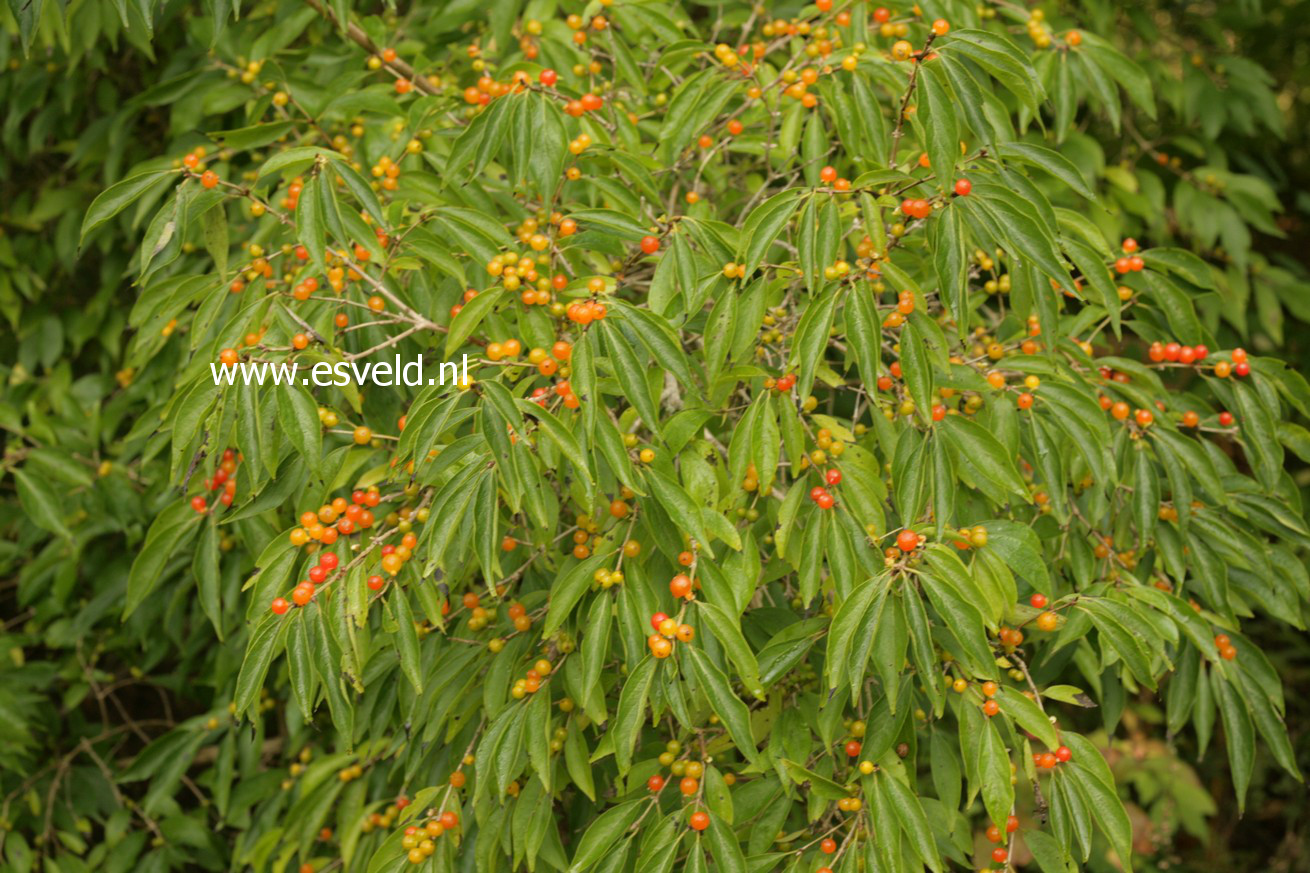 Lonicera deflexicalyx
