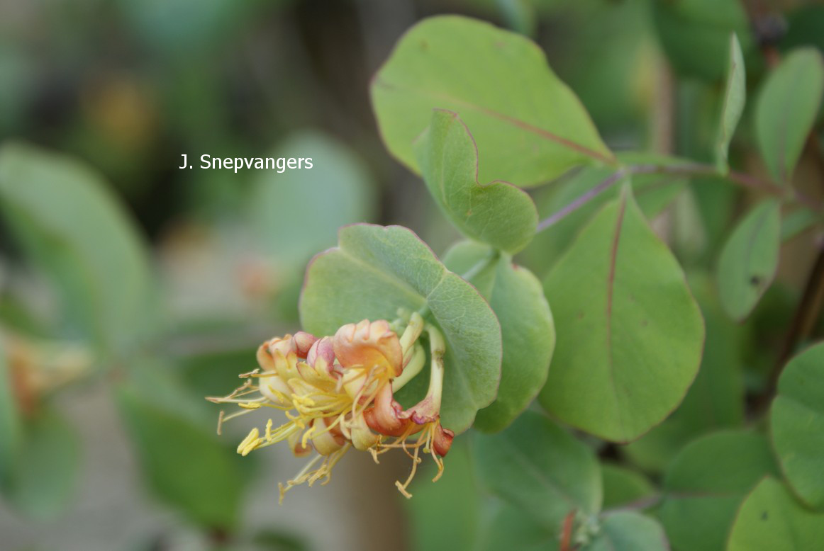 Lonicera flava