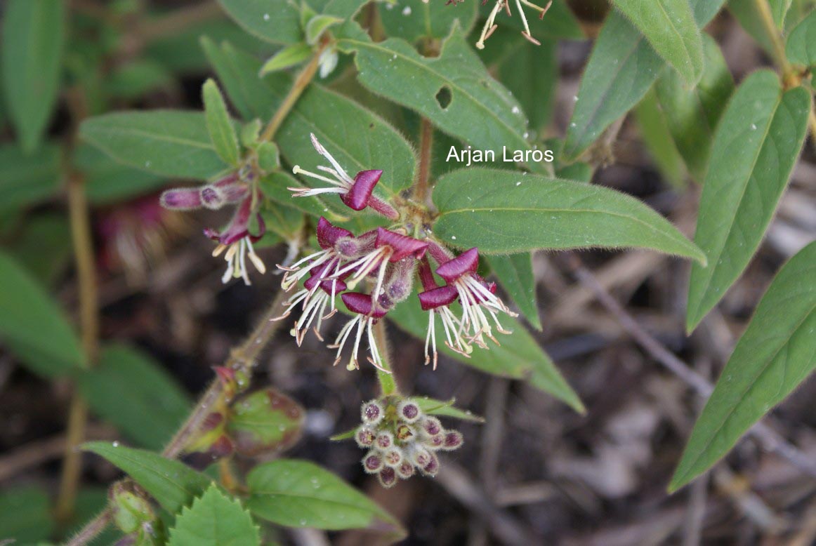 Lonicera giraldii
