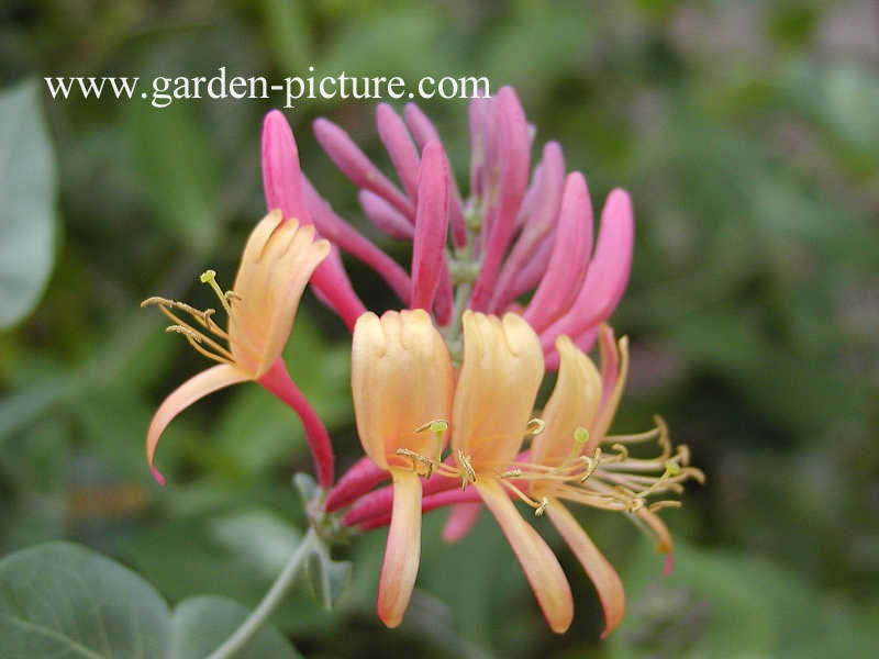 Lonicera heckrottii