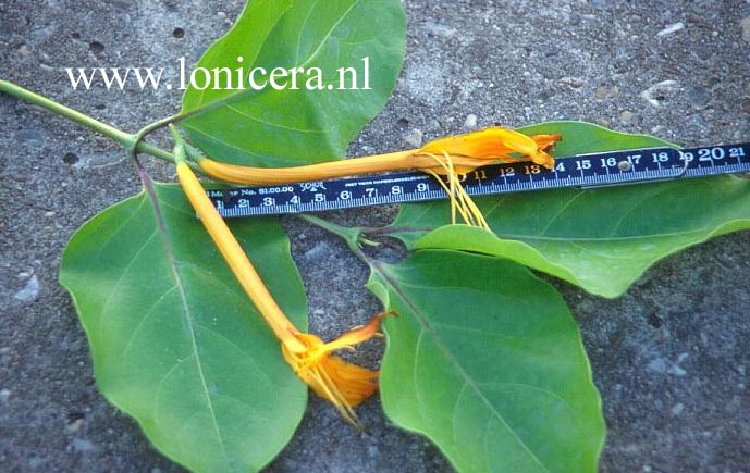 Lonicera hildebrandiana