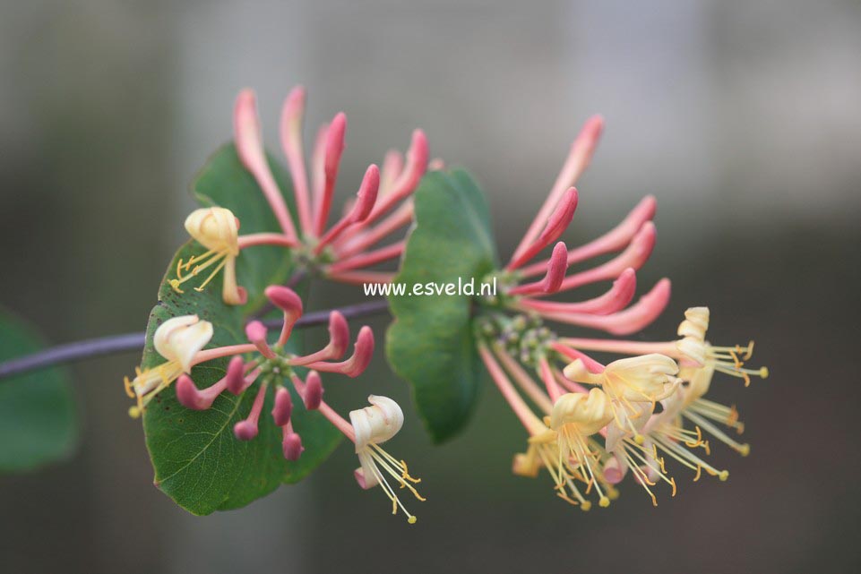Lonicera hispidula