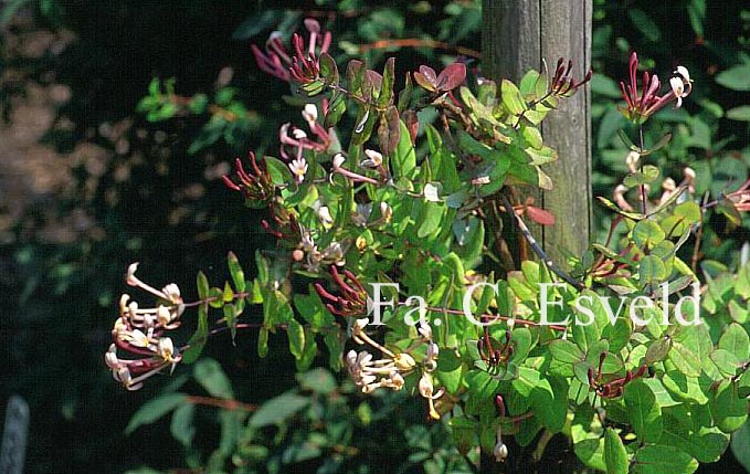 Lonicera implexa