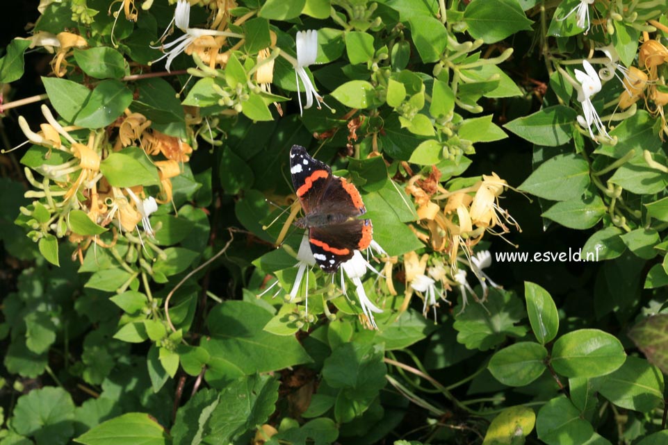 Lonicera japonica 'Cream Cascade'