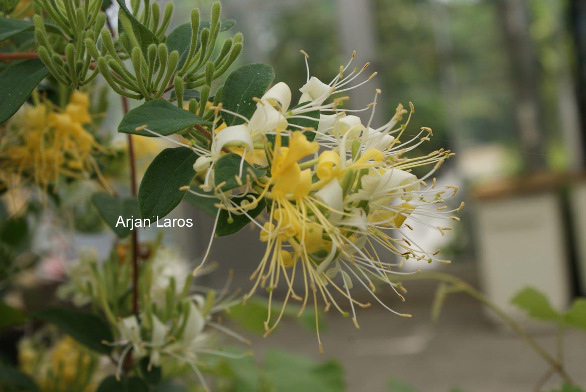 Lonicera japonica 'Genbel' (SWEET ISABELL)