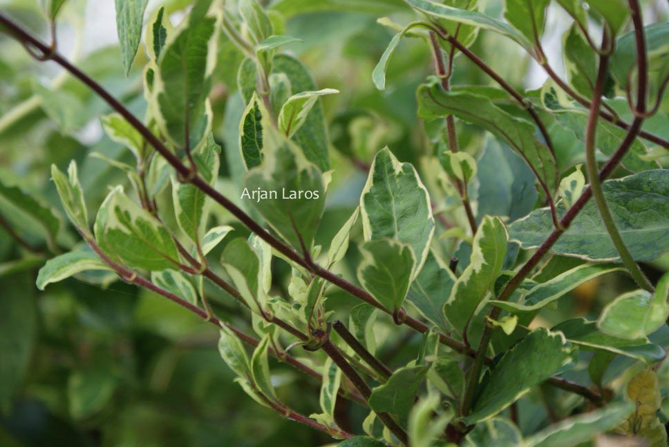 Lonicera japonica 'Maskerade'