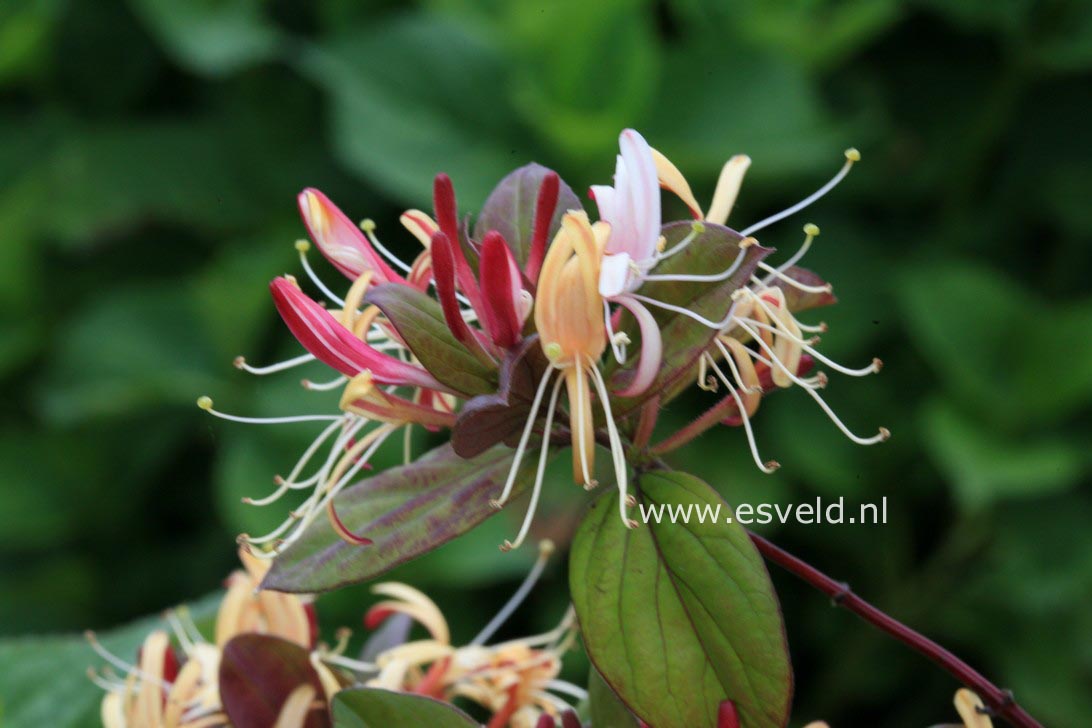 Lonicera japonica 'Purple Queen'