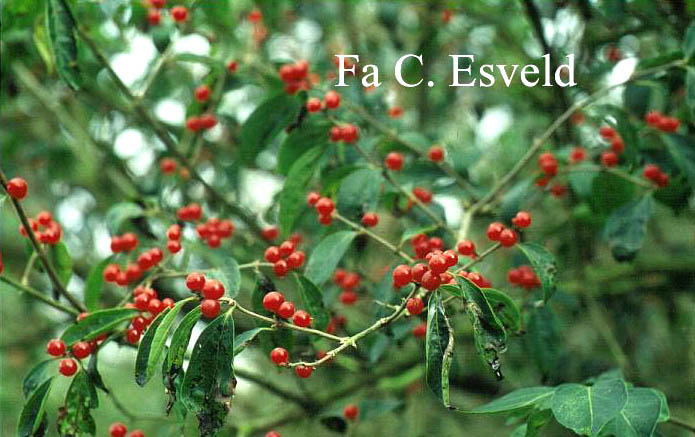 Lonicera maackii podocarpa