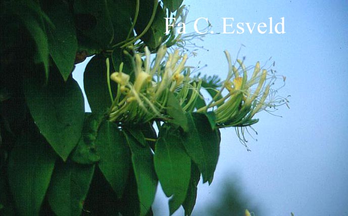 Lonicera macranthoides