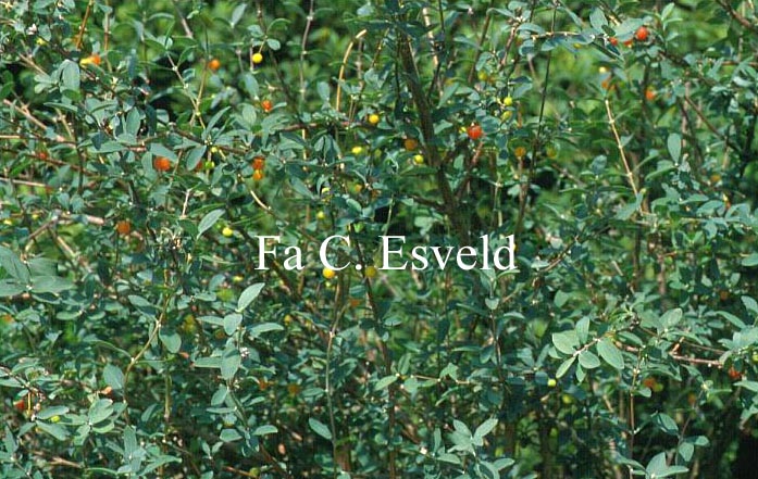 Lonicera microphylla 'Blue Haze'