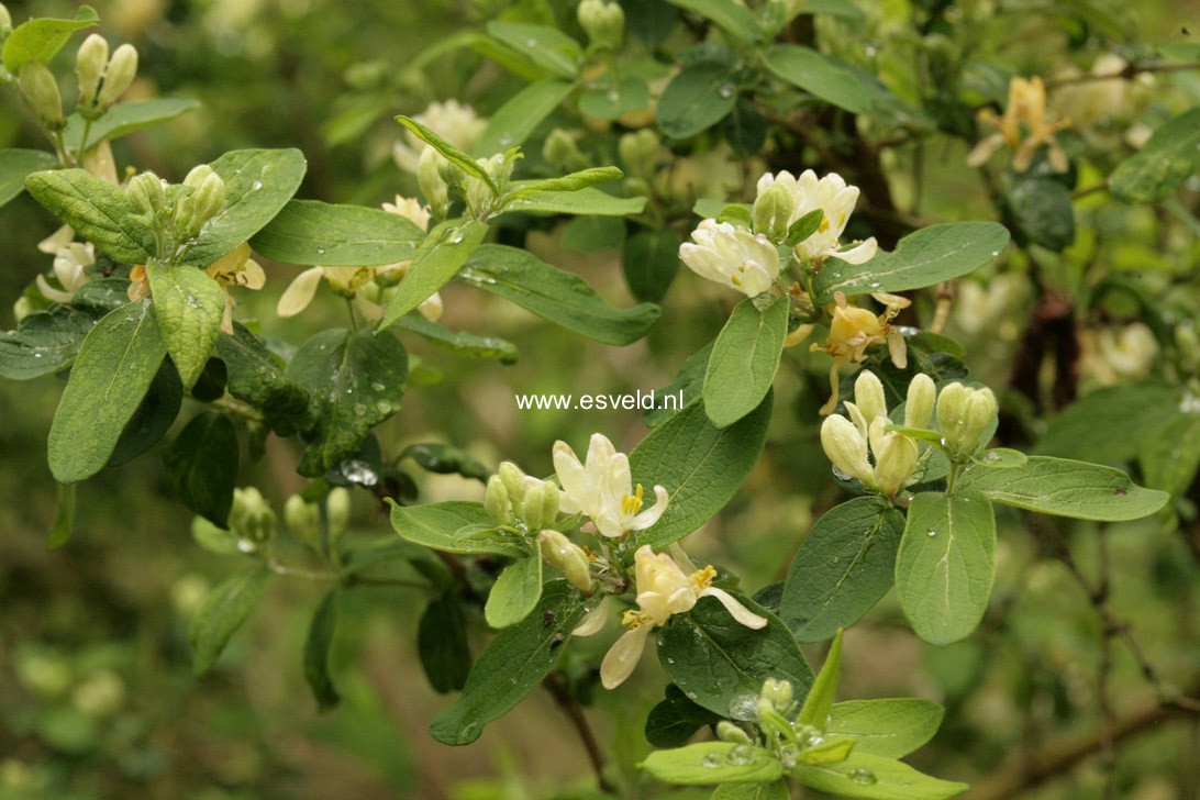 Lonicera morrowii