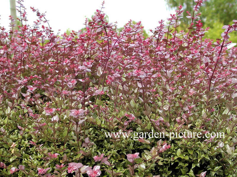 Lonicera nitida 'Red Tips'