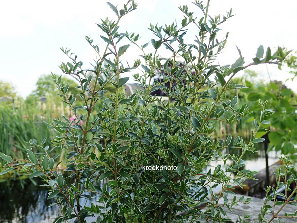 Lonicera nitida 'Silver Beauty'