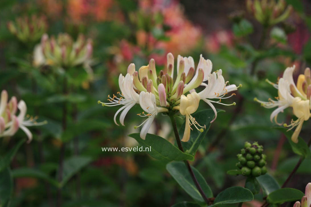Lonicera periclymenum 'Martine'