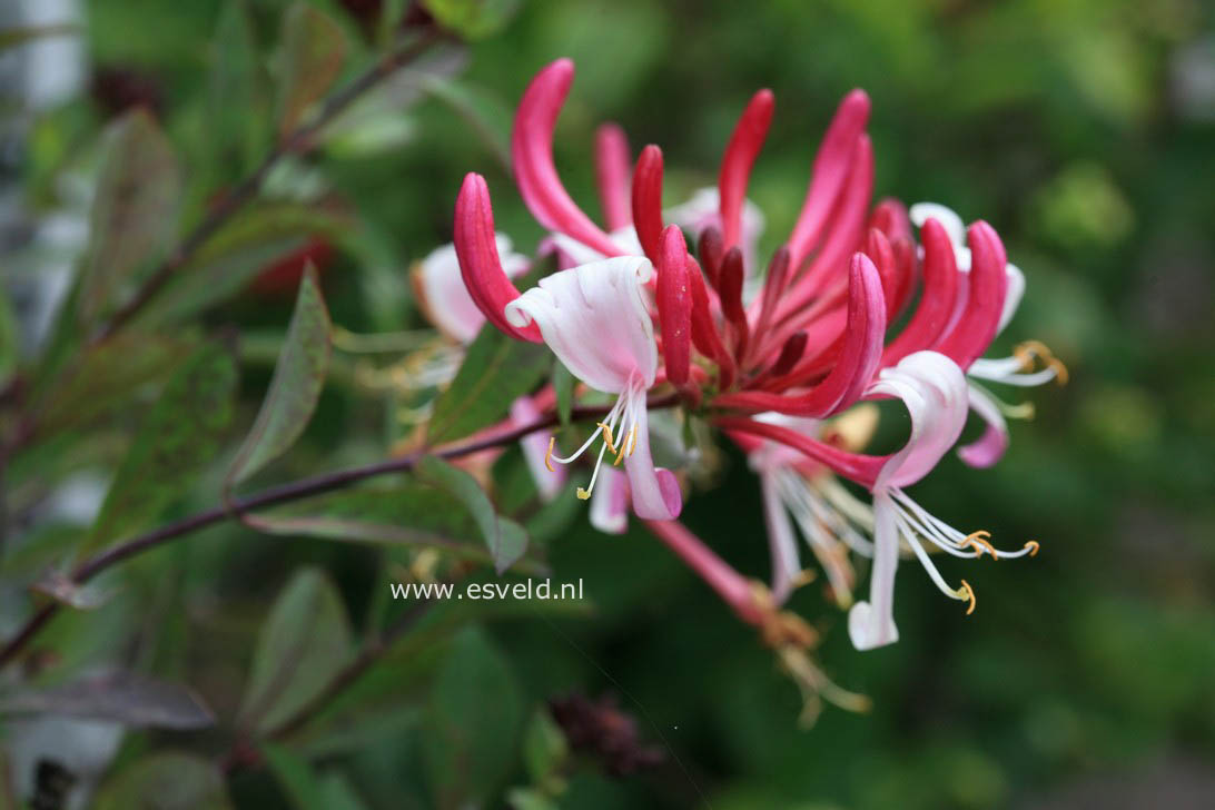 Lonicera periclymenum 'Red Gables'