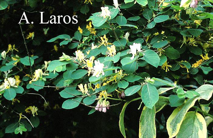 Lonicera quinquelocularis translucens