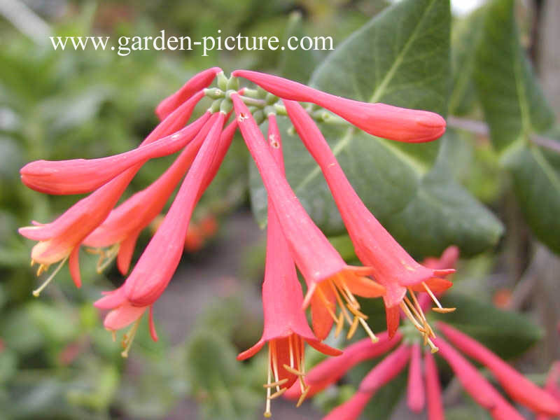 Lonicera sempervirens 'Leo'